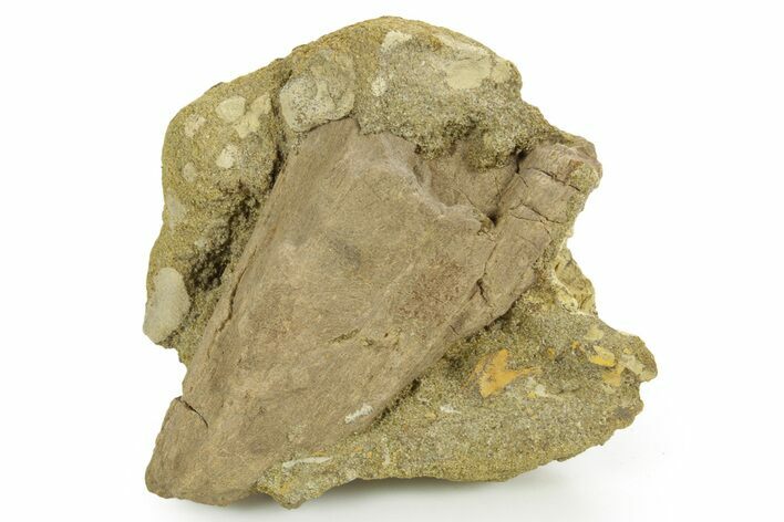 Hadrosaur (Edmontosaurus) Bone Section in Sandstone - Wyoming #378385